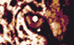 Ediciones del Leopardo