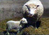 Clones: carne y leche casi idénticos a los normales Clones: carne y leche casi idénticos a los normales