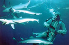 Tiburones: depredadores depredados