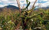 México. – MAÍZ, CONTAMINACIÓN Y RESISTENCIA México. – MAÍZ, CONTAMINACIÓN Y RESISTENCIA