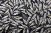 65 toneladas de peces que murieron por los bajos índices de oxígeno en la laguna Rodrigo de Freitas,Rio de Janeiro
