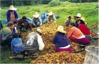 peru campesinos