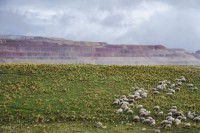 El ganado pasta cerca de la mina. Los campesinos aseguran que beben agua contaminada por los productos tóxicos que genera. 