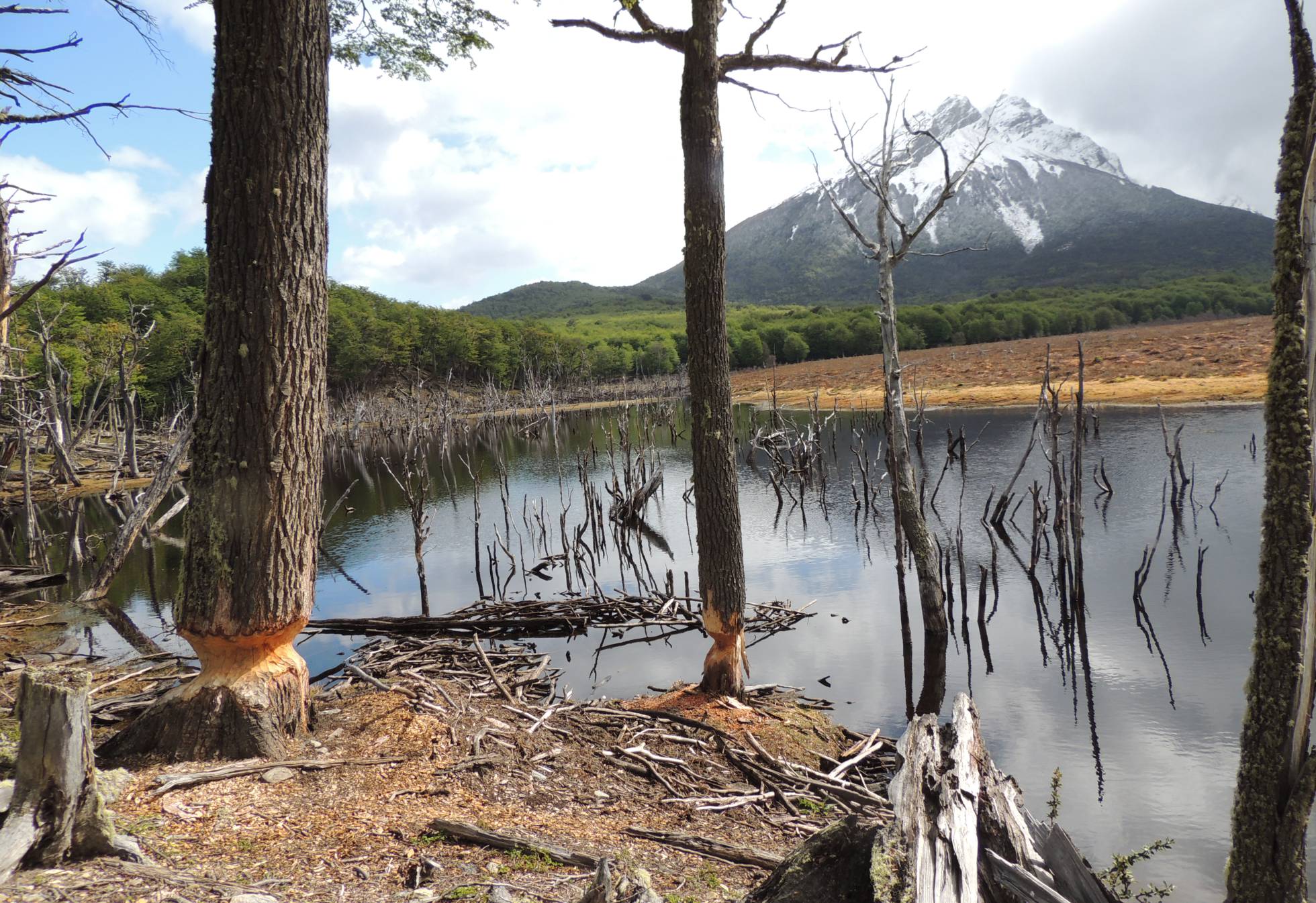 La dura caza del castor invasor en Tierra del Fuego, el fin (o comienzo