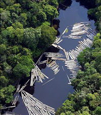 Brasil: 18 organizaciones ciudadanas repudian no se multen crímenes ambientales Brasil: 18 organizaciones ciudadanas repudian no se multen crímenes ambientales
