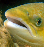 Salmones muertos y fugados: desastre ambiental y sanitario en Chile