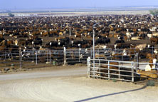 Argentina, ganadería como el Primer Mundo: el «feed lot», vacas alimentadas con mierda de pollo