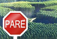 Uruguay: el impacto de la forestación al servicio industrial Uruguay: el impacto de la forestación al servicio industrial