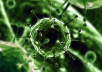 Microbios, gripe y puercos trasnacionales