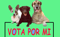 Votar, no votar, simplemente botar Votar, no votar, simplemente botar